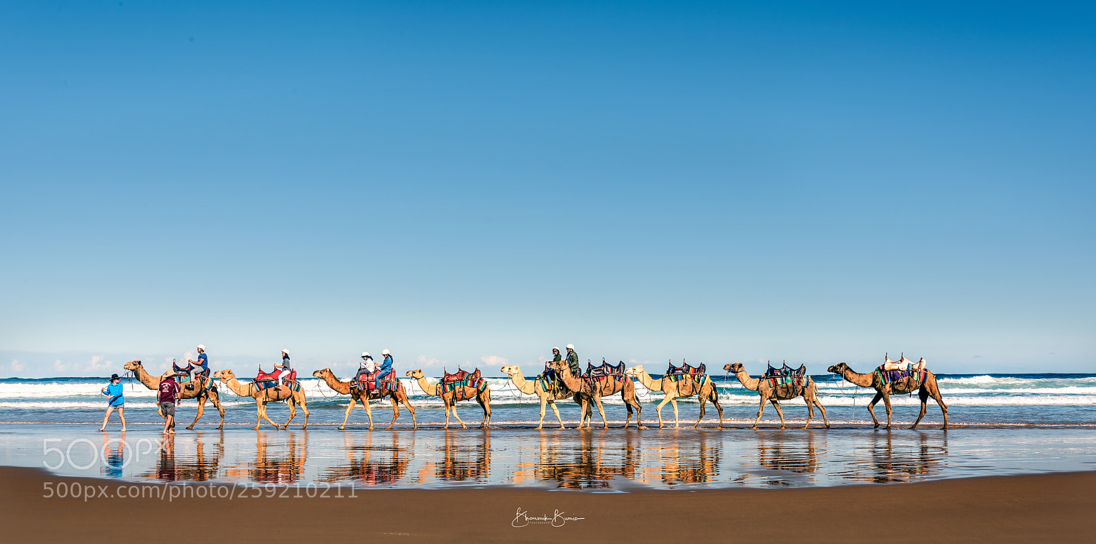 Nikon D810 sample photo. The camel ride on photography