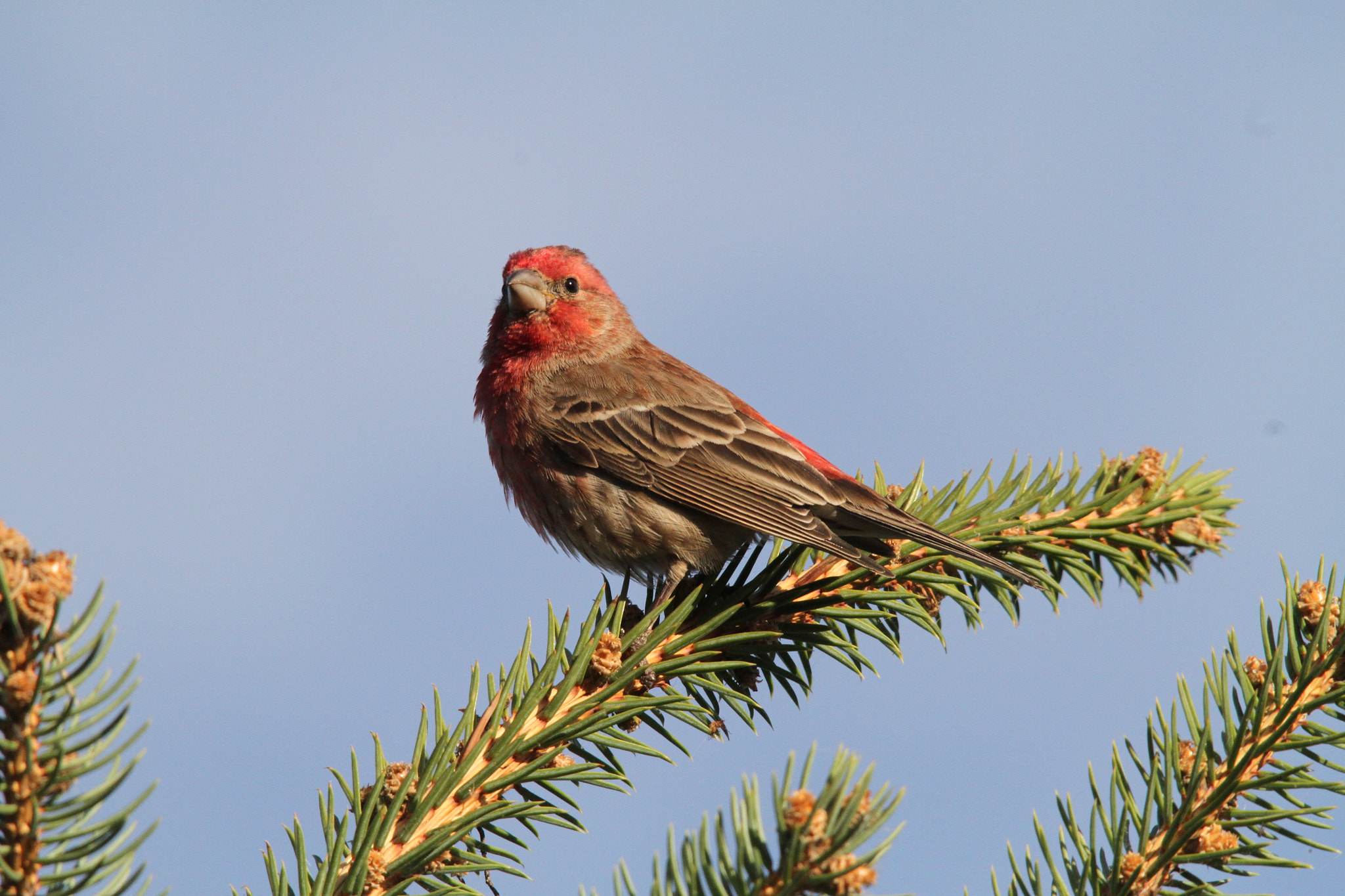 Canon EOS 7D sample photo. Male house finch photography