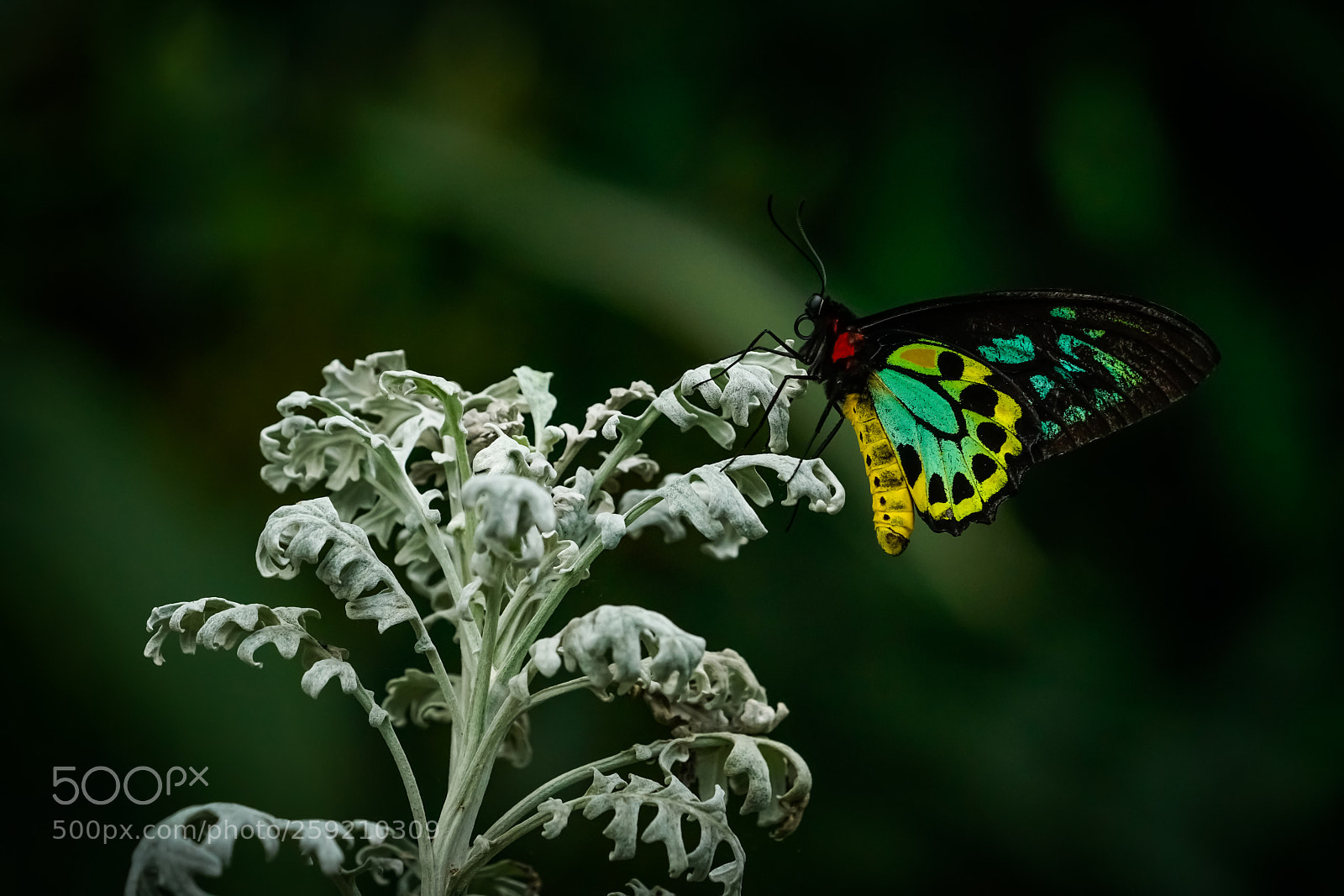 Sony a7R II sample photo. Dsc photography