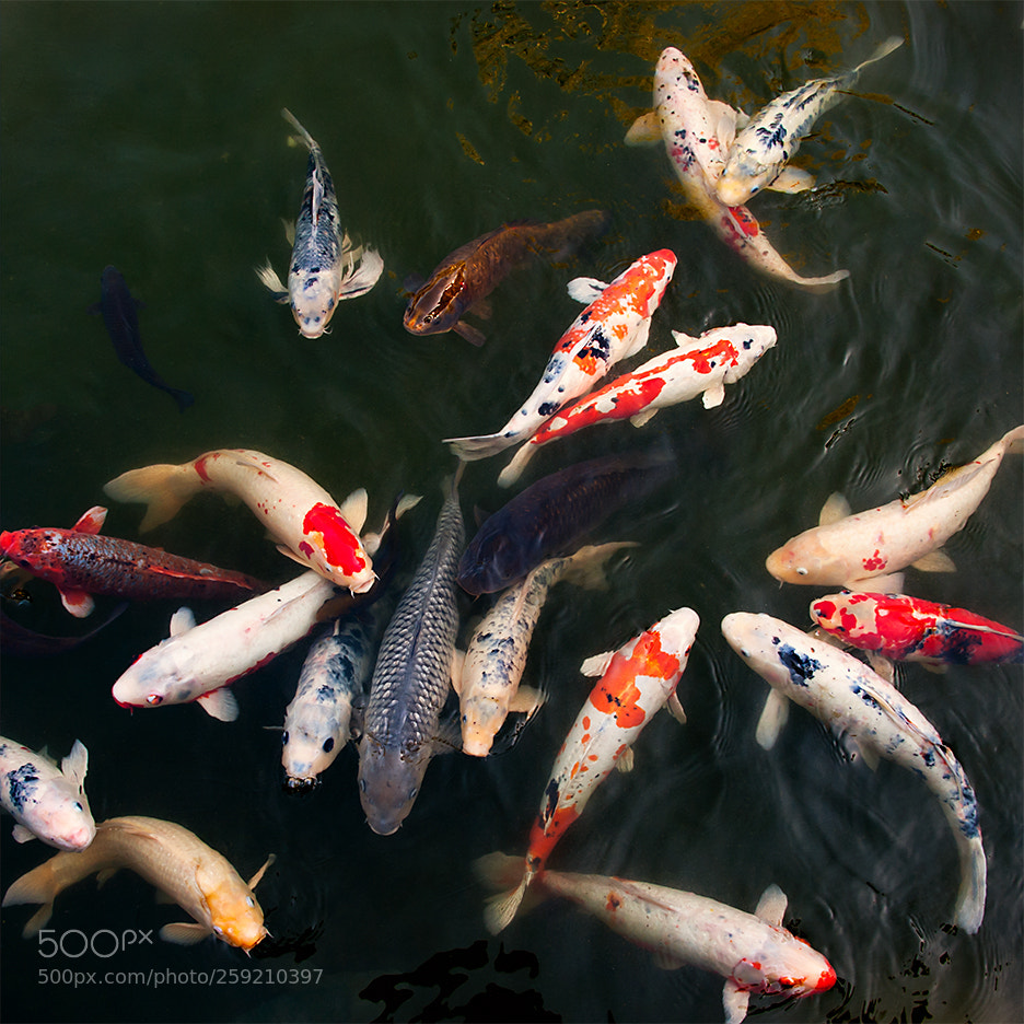 Nikon D700 sample photo. Fish photography