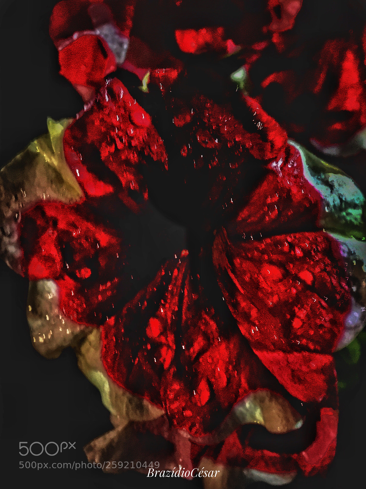 Apple iPhone 6s sample photo. Untitled photography