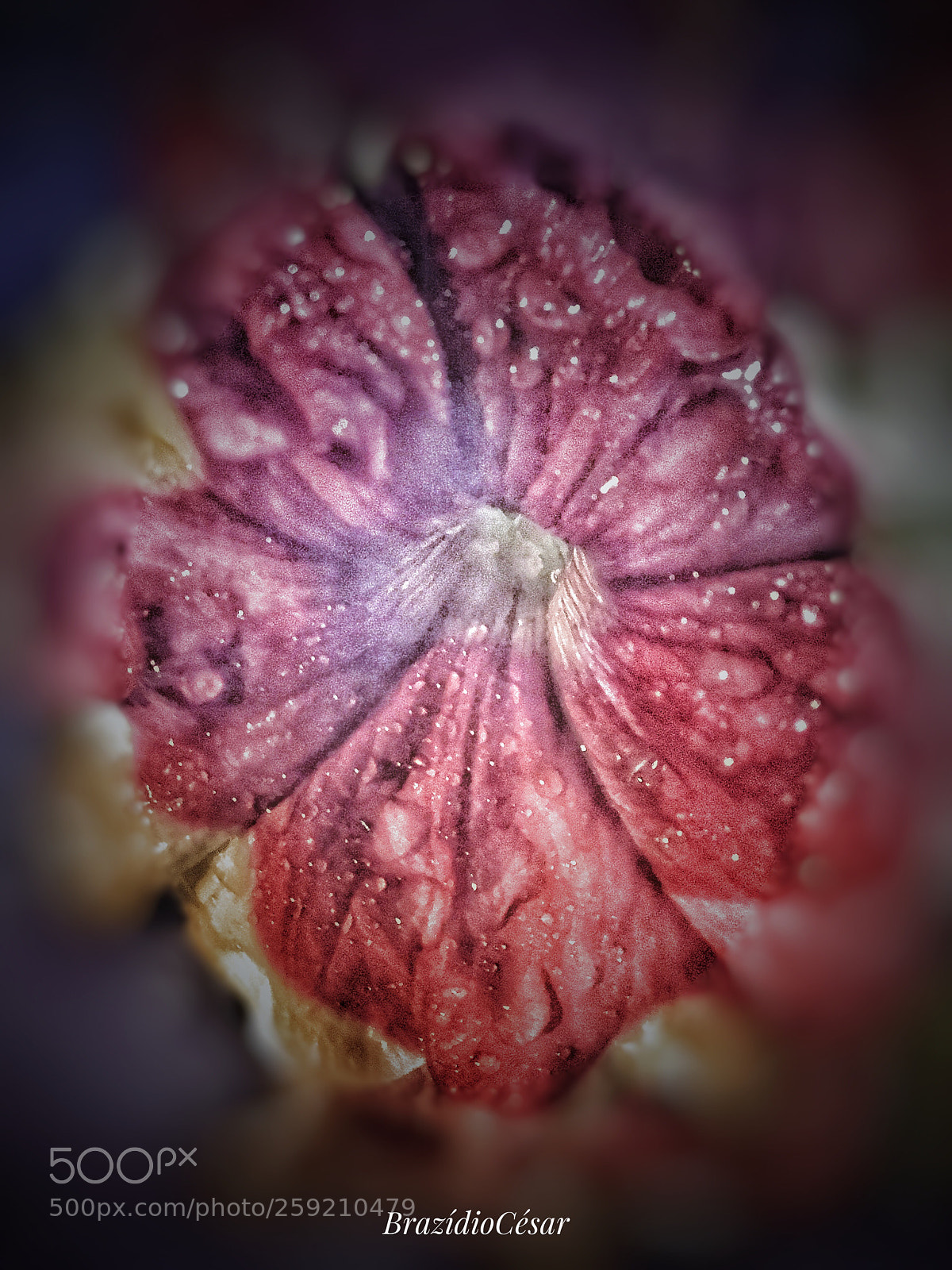 Apple iPhone 6s sample photo. Untitled photography