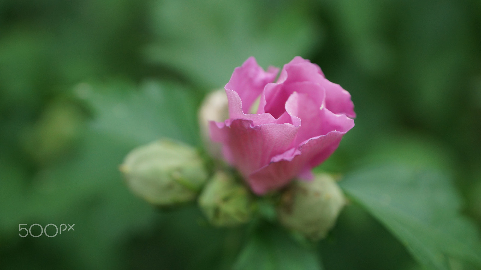 Sony SLT-A77 sample photo. Macro photography