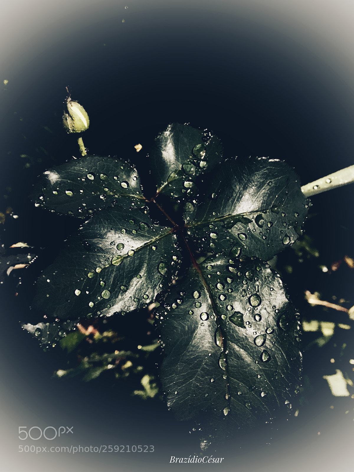 Apple iPhone 6s sample photo. Untitled photography