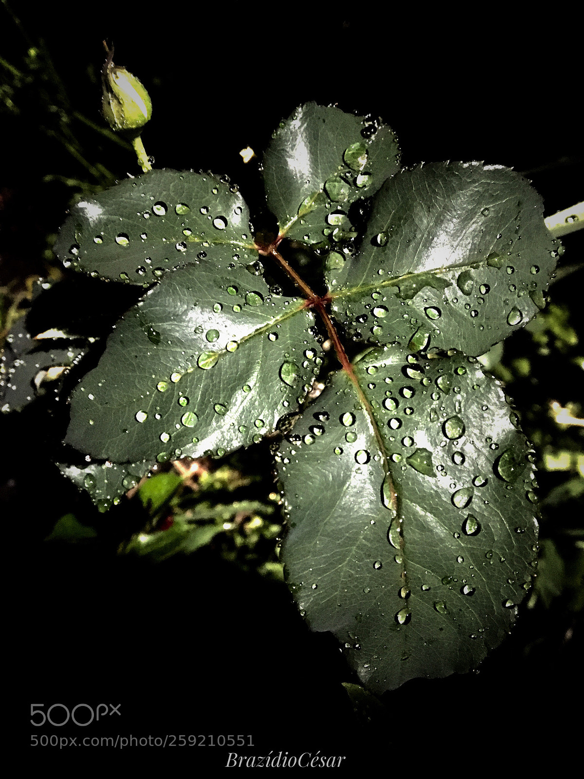 Apple iPhone 6s sample photo. Untitled photography
