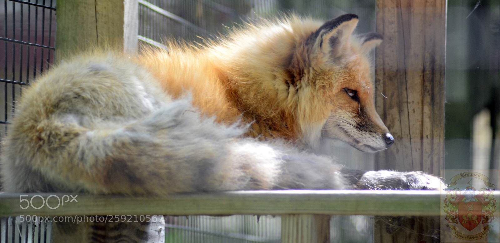 Nikon D3100 sample photo. Red fox photography