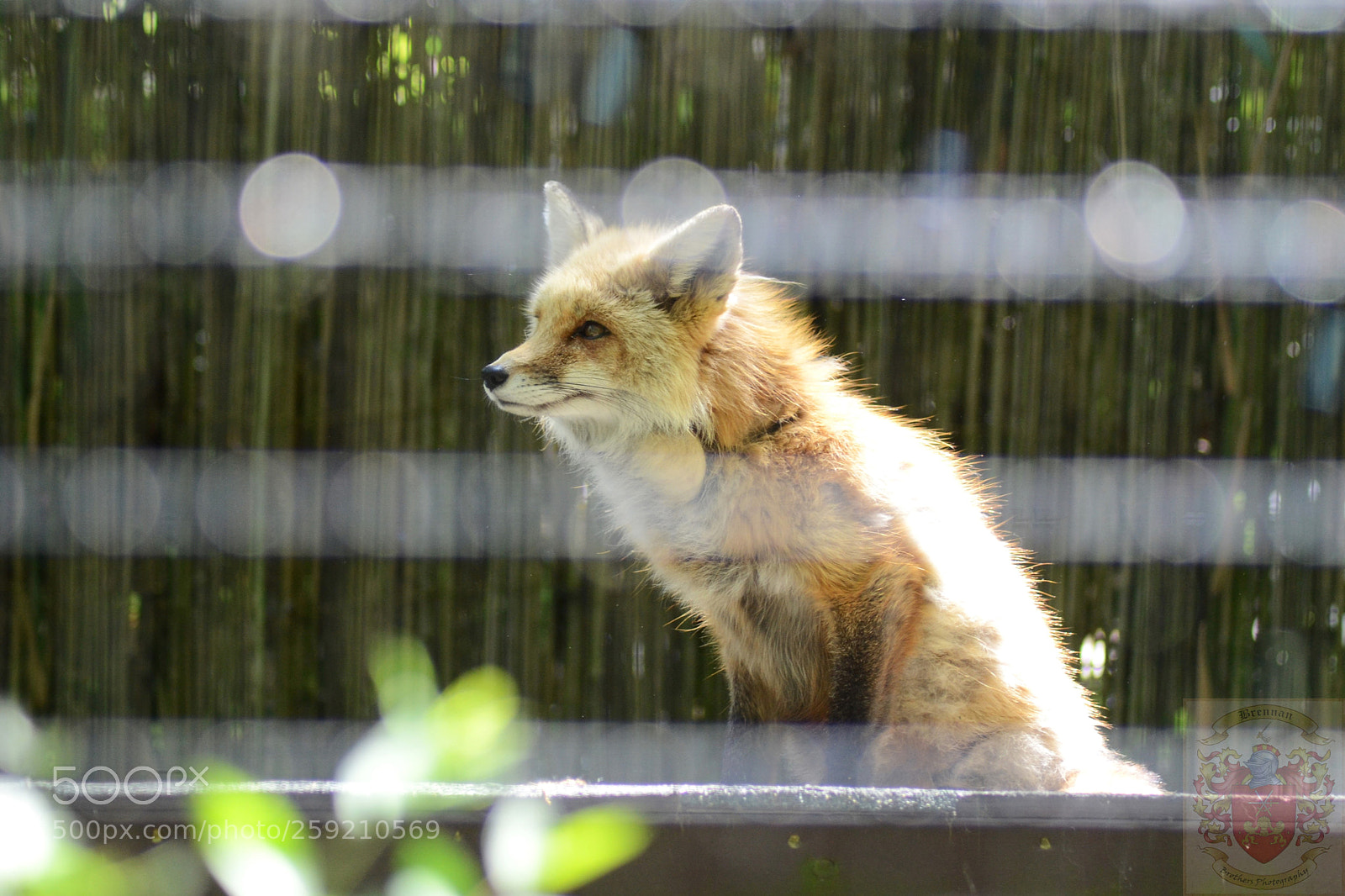 Nikon D3100 sample photo. Sitting red fox photography