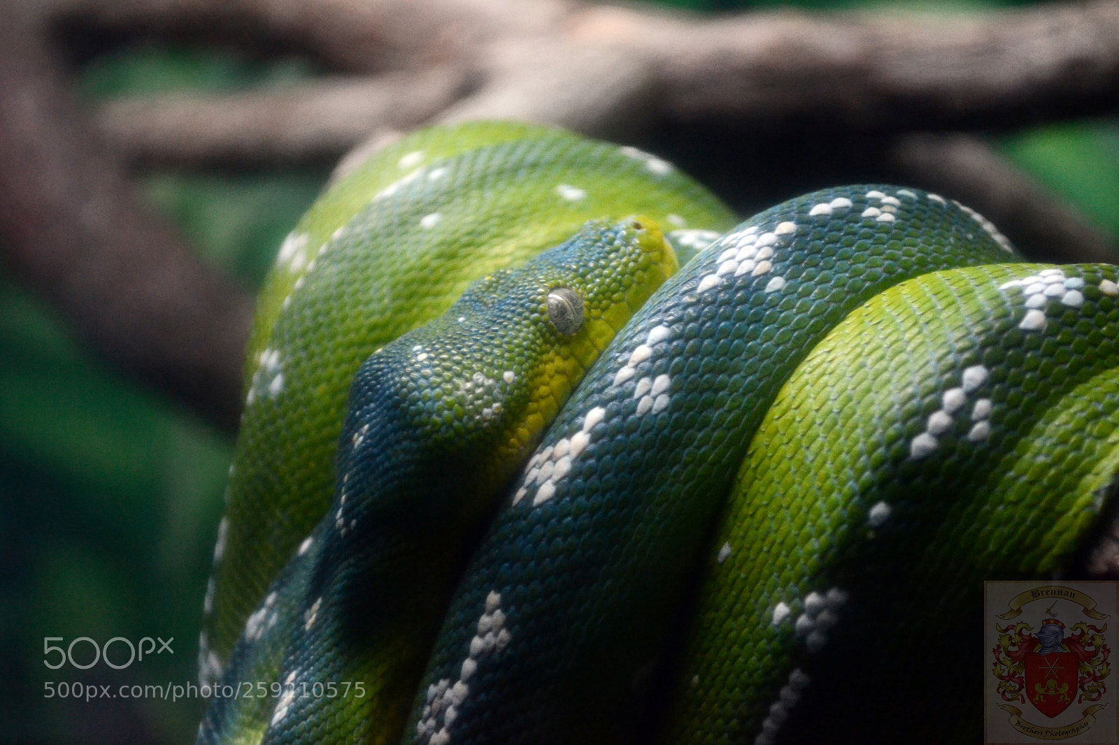 Nikon D3100 sample photo. Emerald tree boa photography