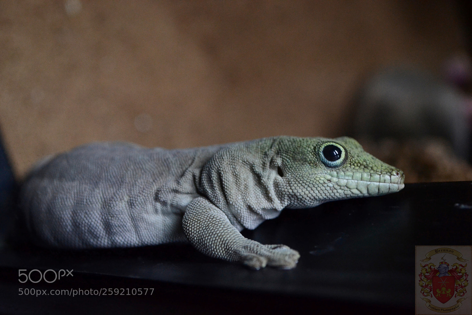 Nikon D3100 sample photo. Curious gecko photography