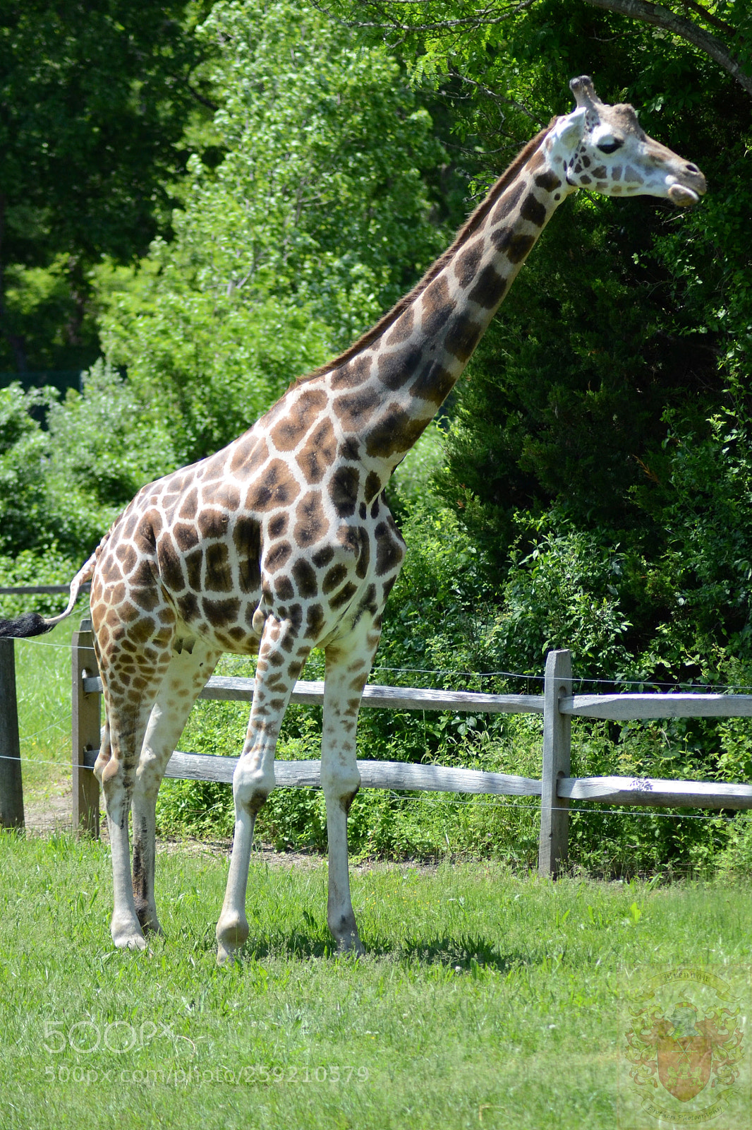 Nikon D3100 sample photo. Giraffe photography