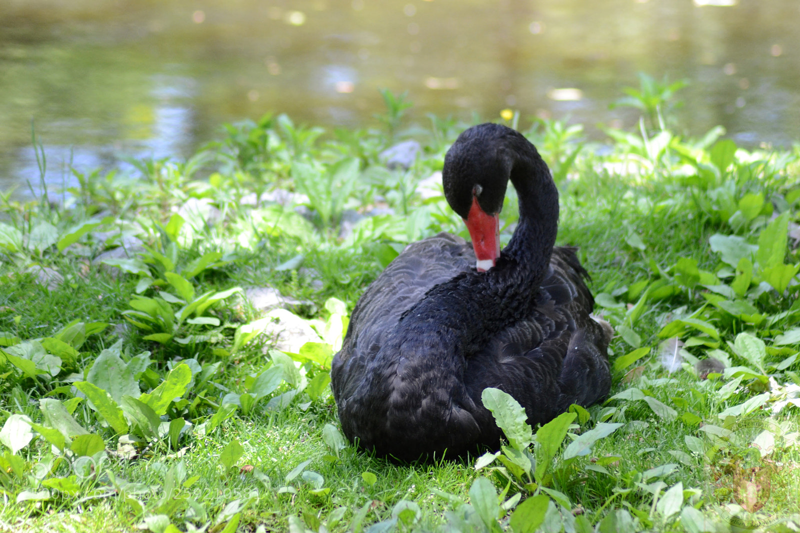 Nikon D3100 sample photo. Black swan photography