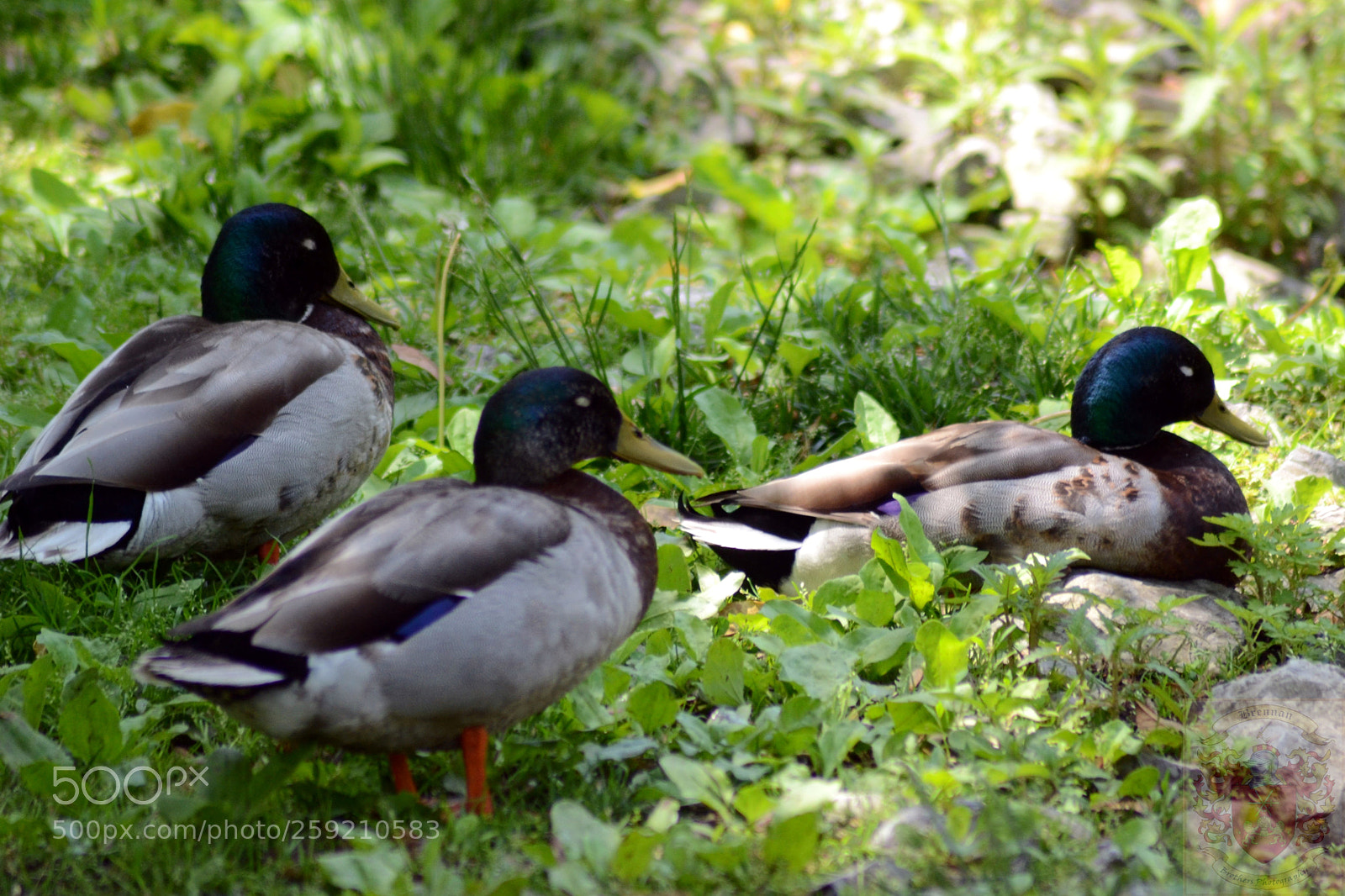 Nikon D3100 sample photo. Group of peaceful ducks photography