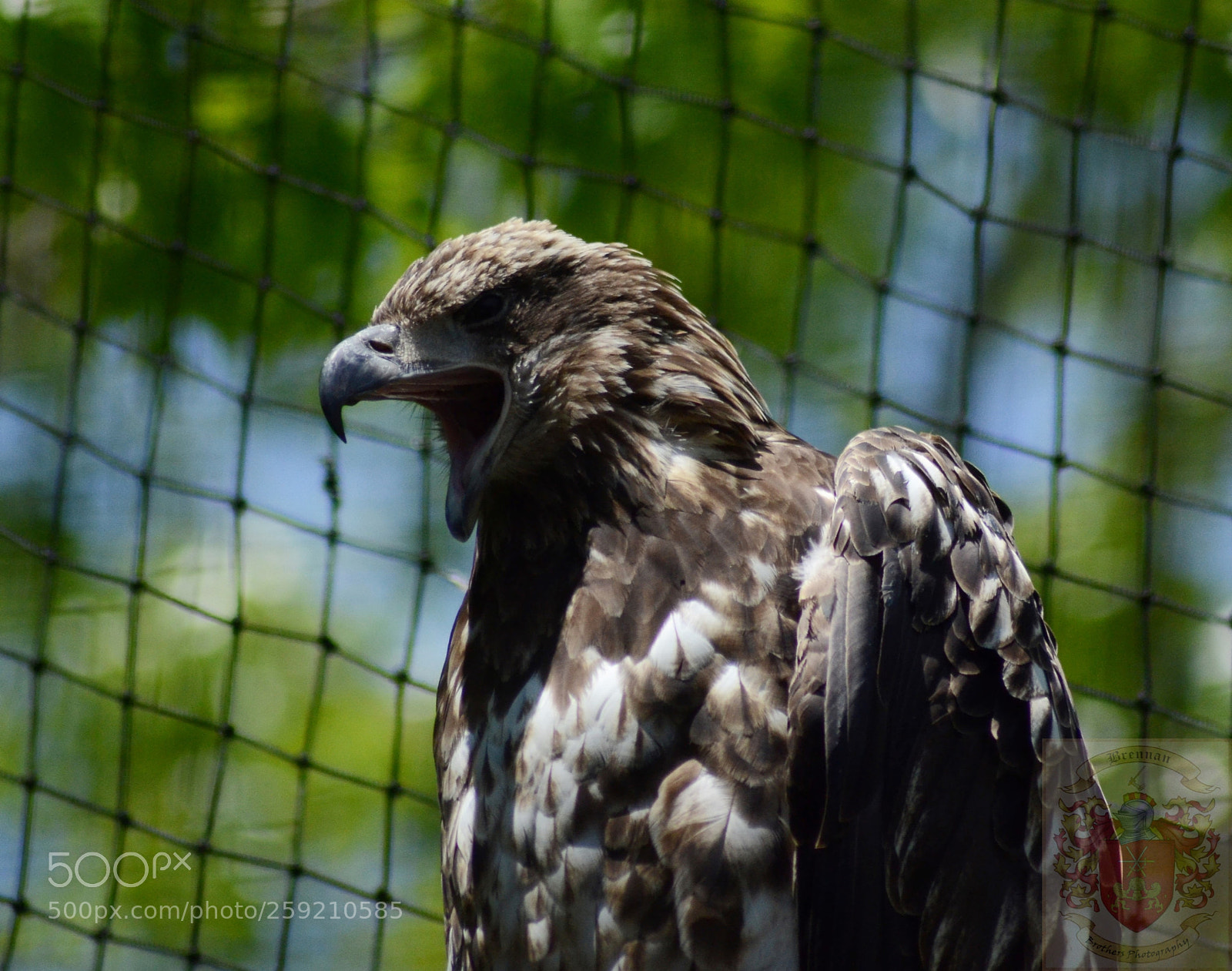 Nikon D3100 sample photo. Juvenile bald eagle photography