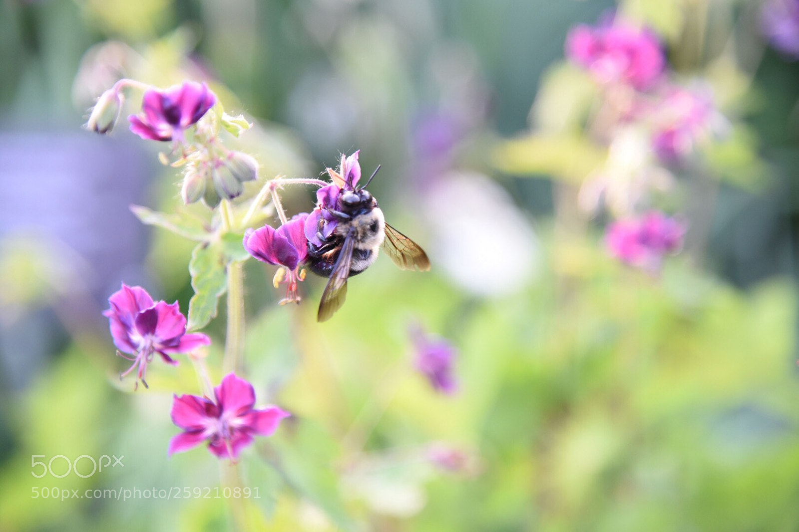 Nikon D750 sample photo. Untitled photography