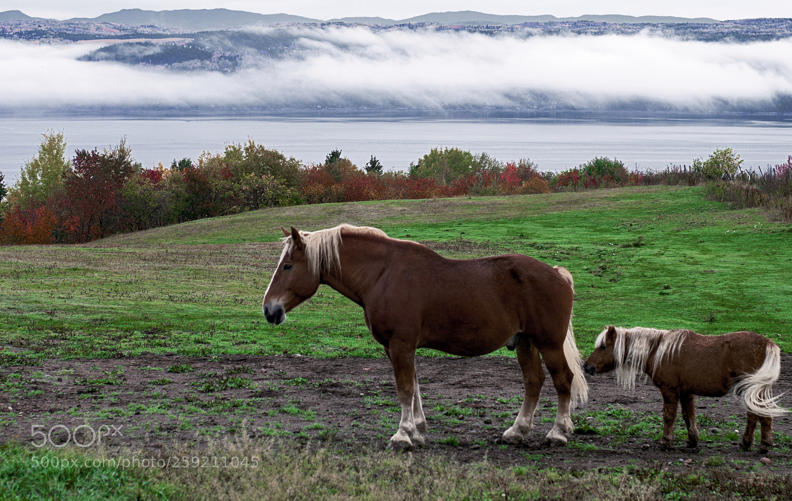 Pentax K-3 sample photo. Chevaux photography