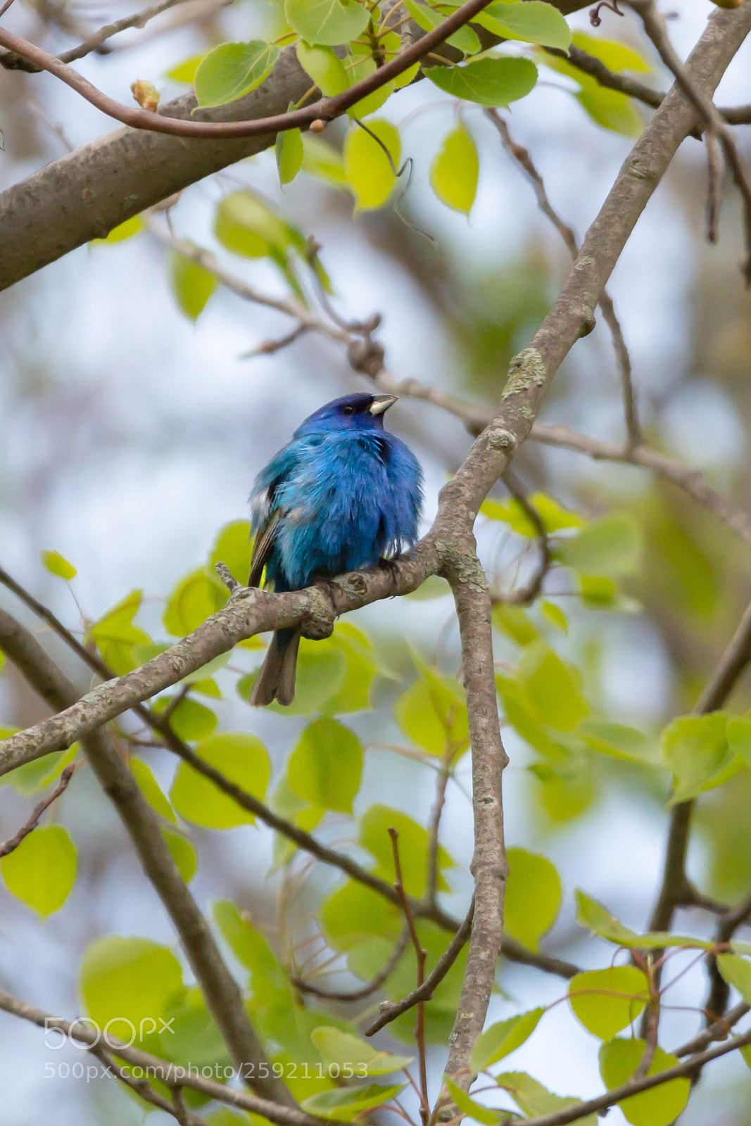 Nikon D7200 sample photo. Indigo bunting photography