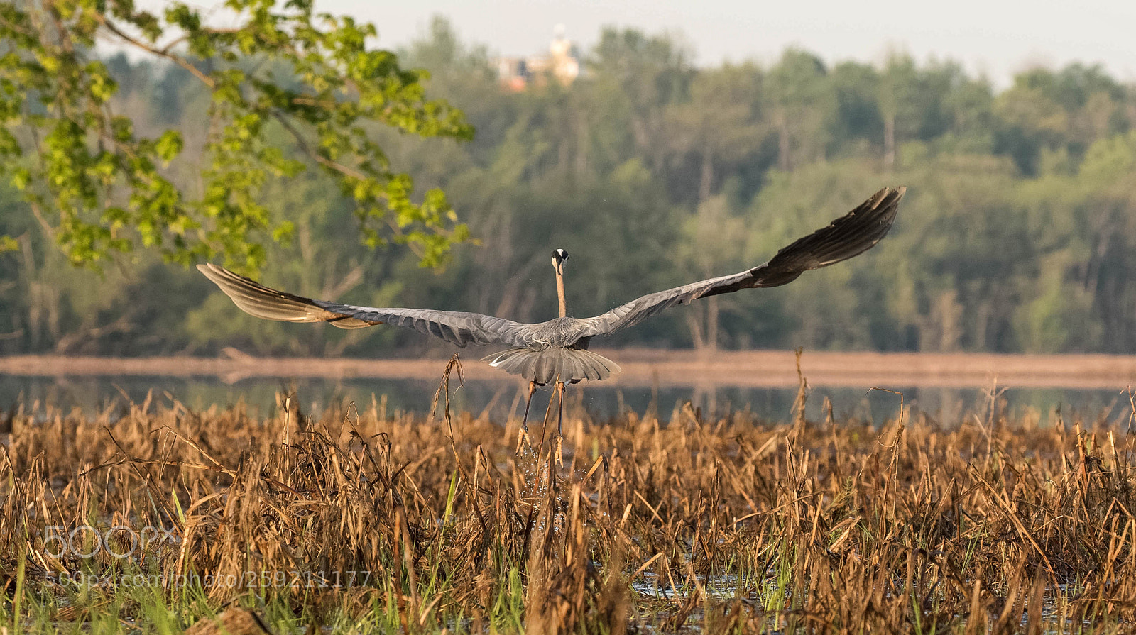 Canon EOS 7D Mark II sample photo. Under your wing photography