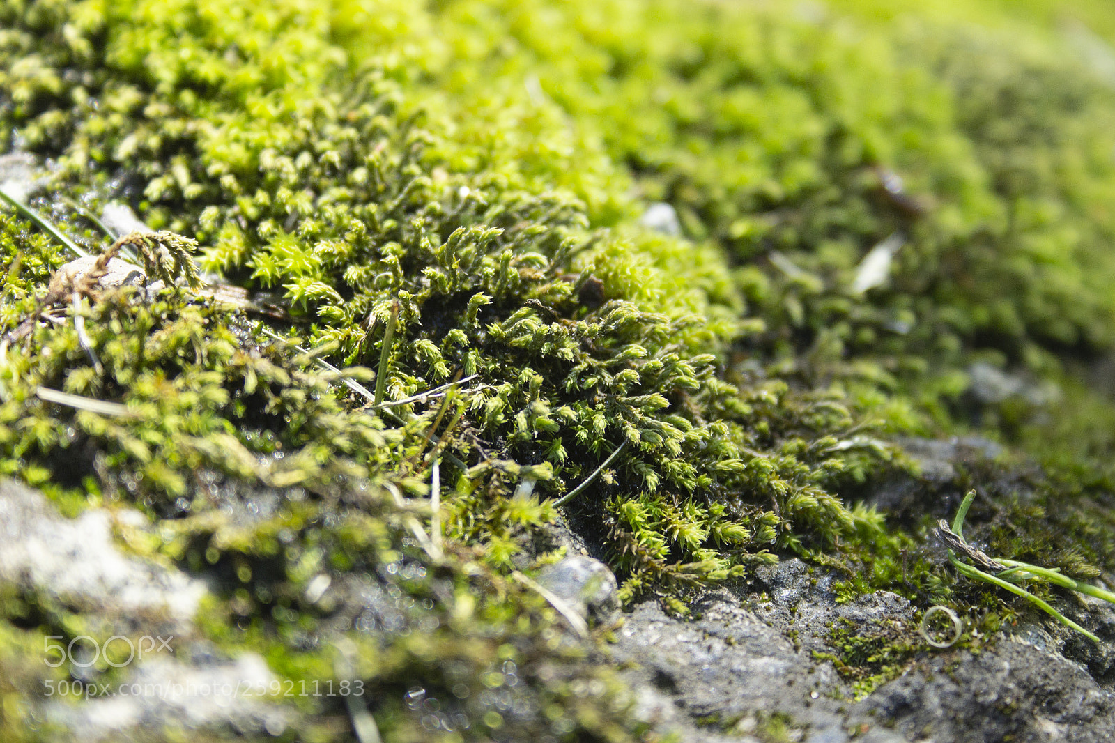 Canon EOS 600D (Rebel EOS T3i / EOS Kiss X5) sample photo. Growing moss photography