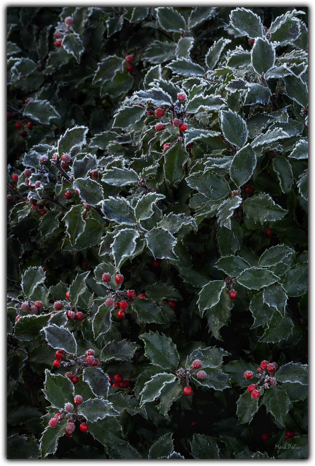 Canon EOS-1Ds Mark III sample photo. Frosted holly photography
