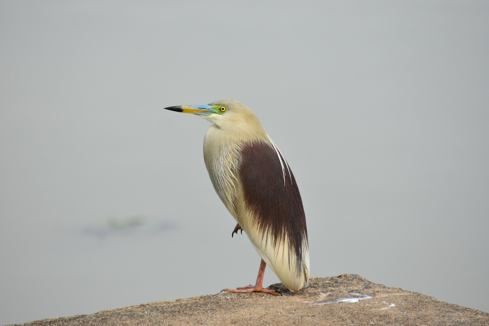 Nikon D3400 sample photo. Untitled photography