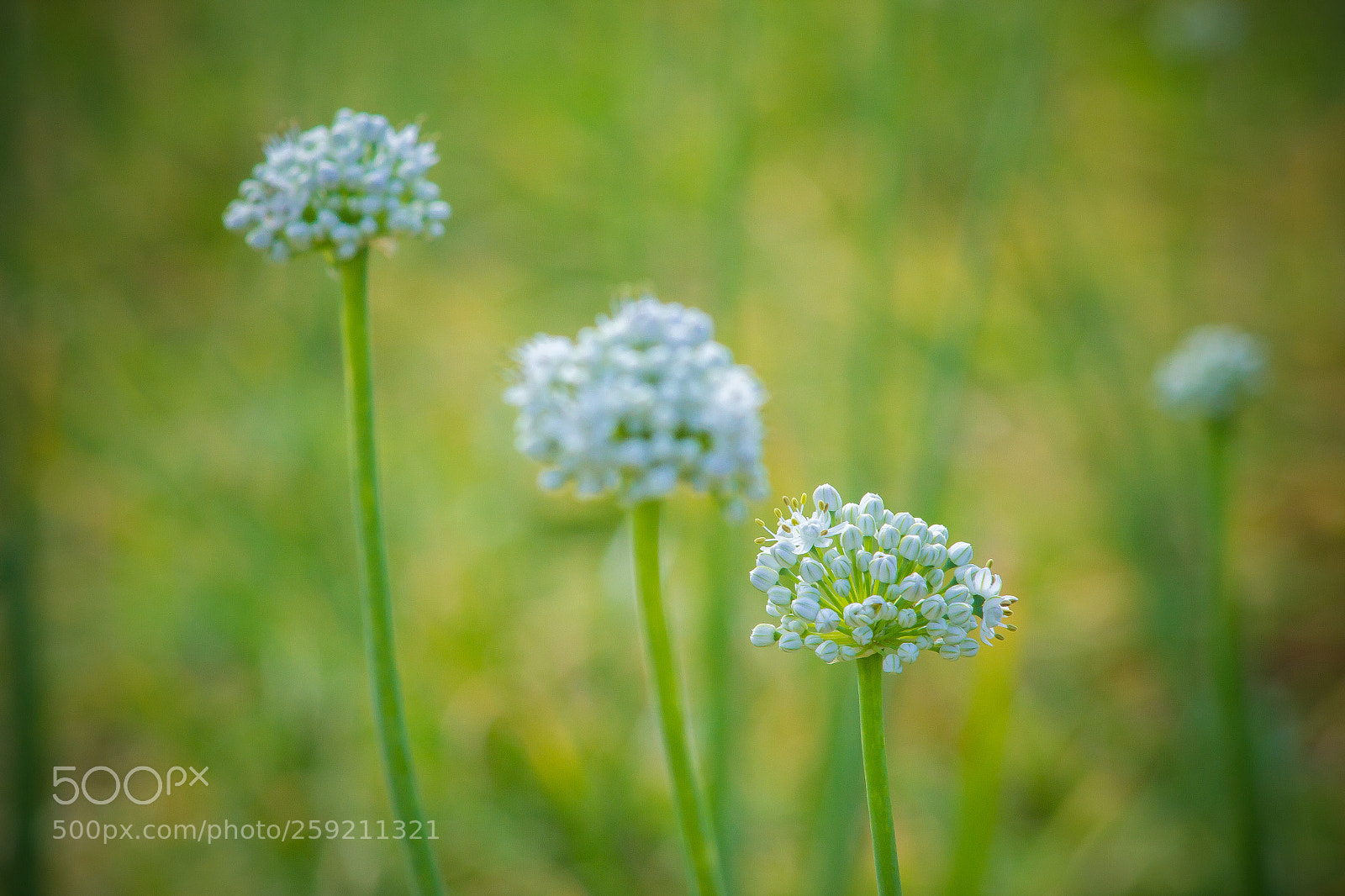 Canon EOS 60D sample photo. Onion flowers photography