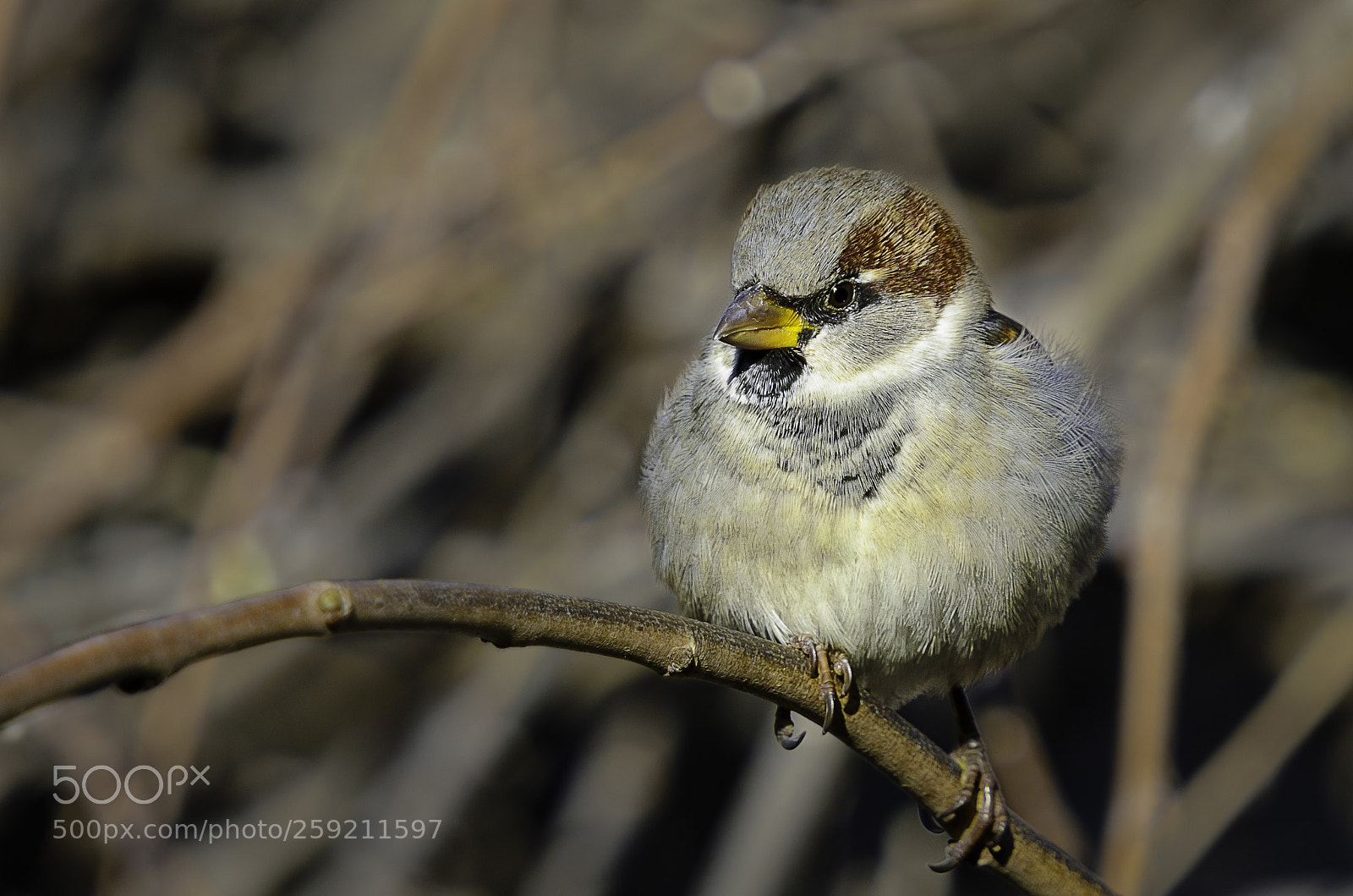 Nikon D7000 sample photo. Bird photography