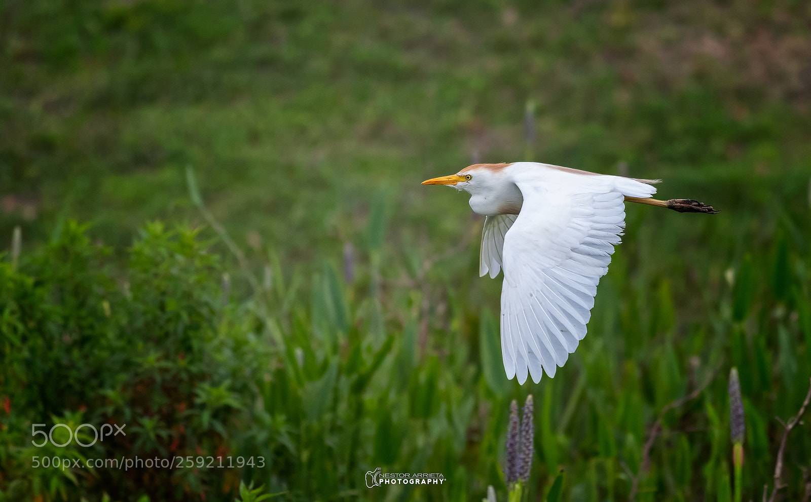 Canon EOS-1D X Mark II sample photo. Bubulcus ibis photography
