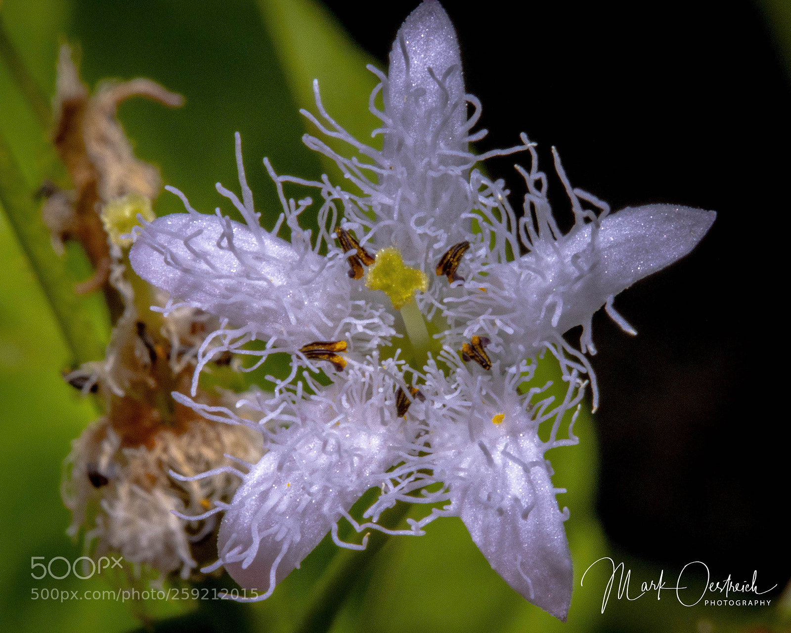 Canon EOS 80D sample photo. Bog bean flower photography