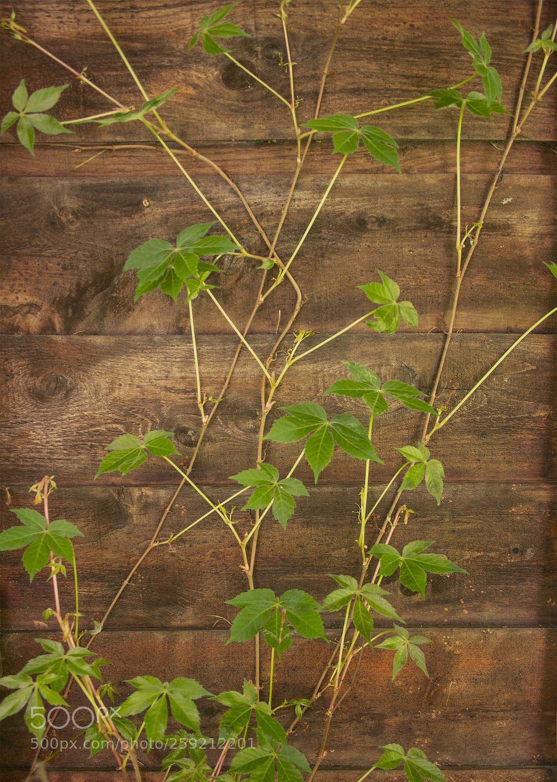Canon EOS 600D (Rebel EOS T3i / EOS Kiss X5) sample photo. Poison ivy photography