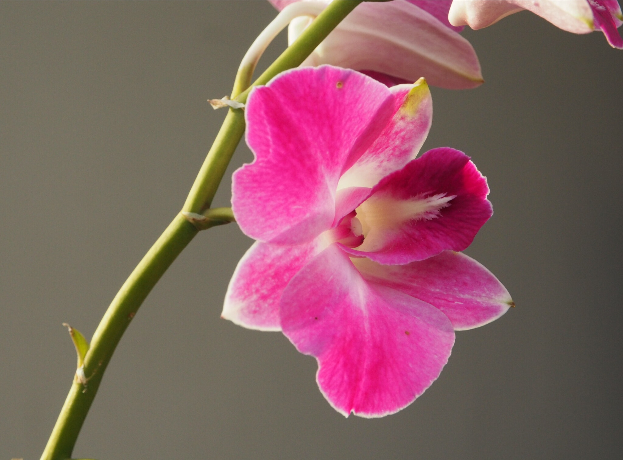 Olympus PEN E-PL7 sample photo. Orchid photography