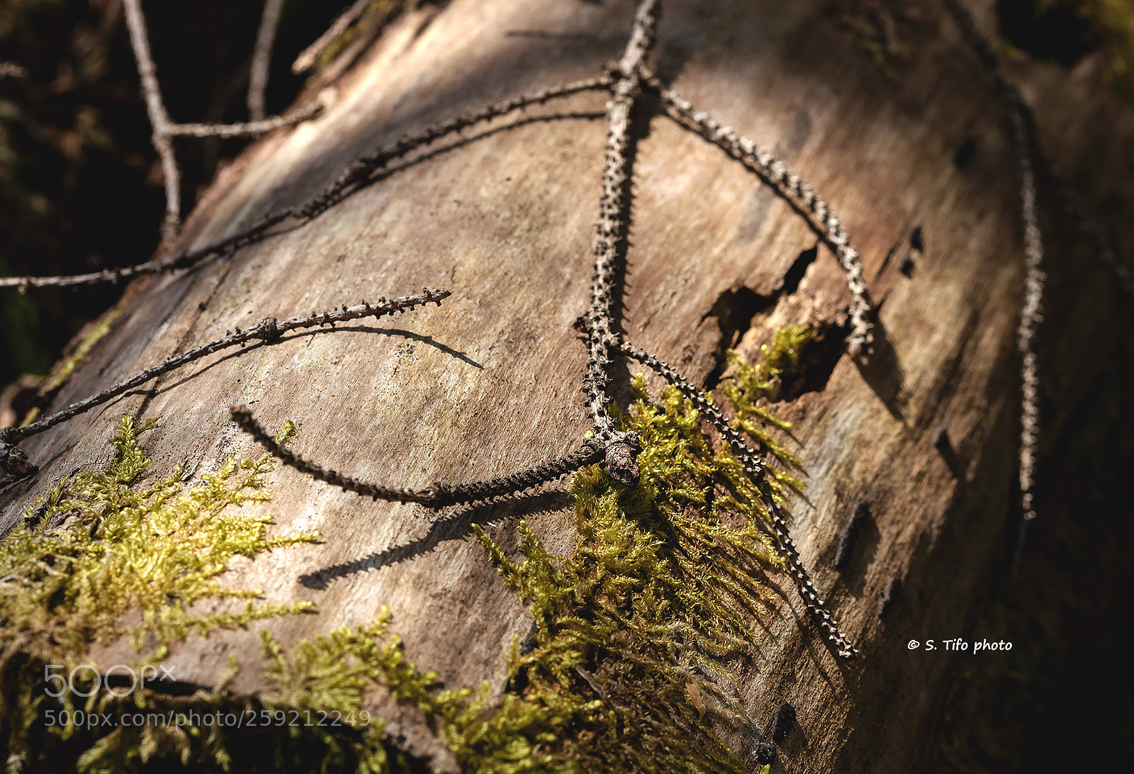 Canon EOS 80D sample photo. Little branch ... photography