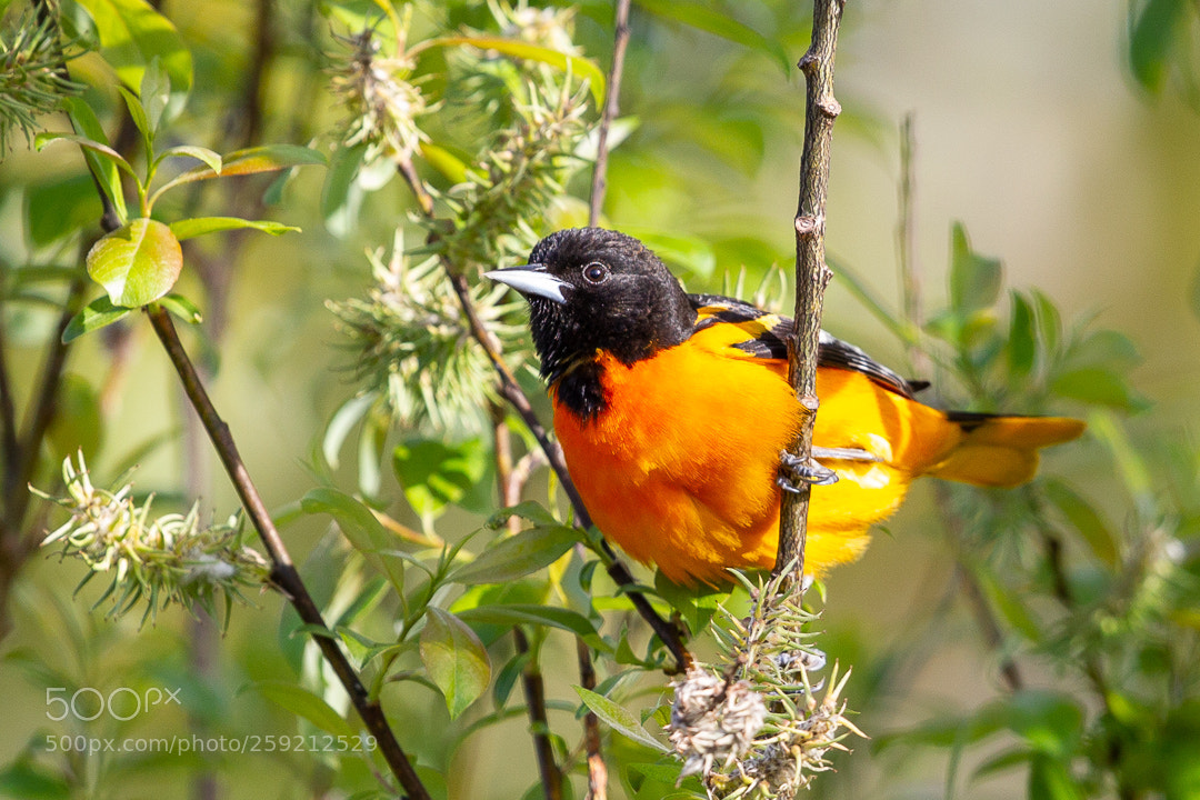 Canon EOS-1D Mark IV sample photo. Baltimore oriole photography