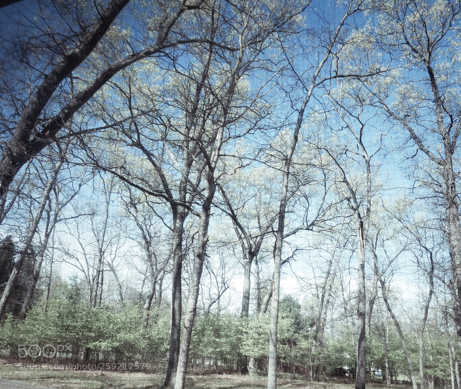 Samsung Galaxy S7 Edge sample photo. Trees sneeze photography