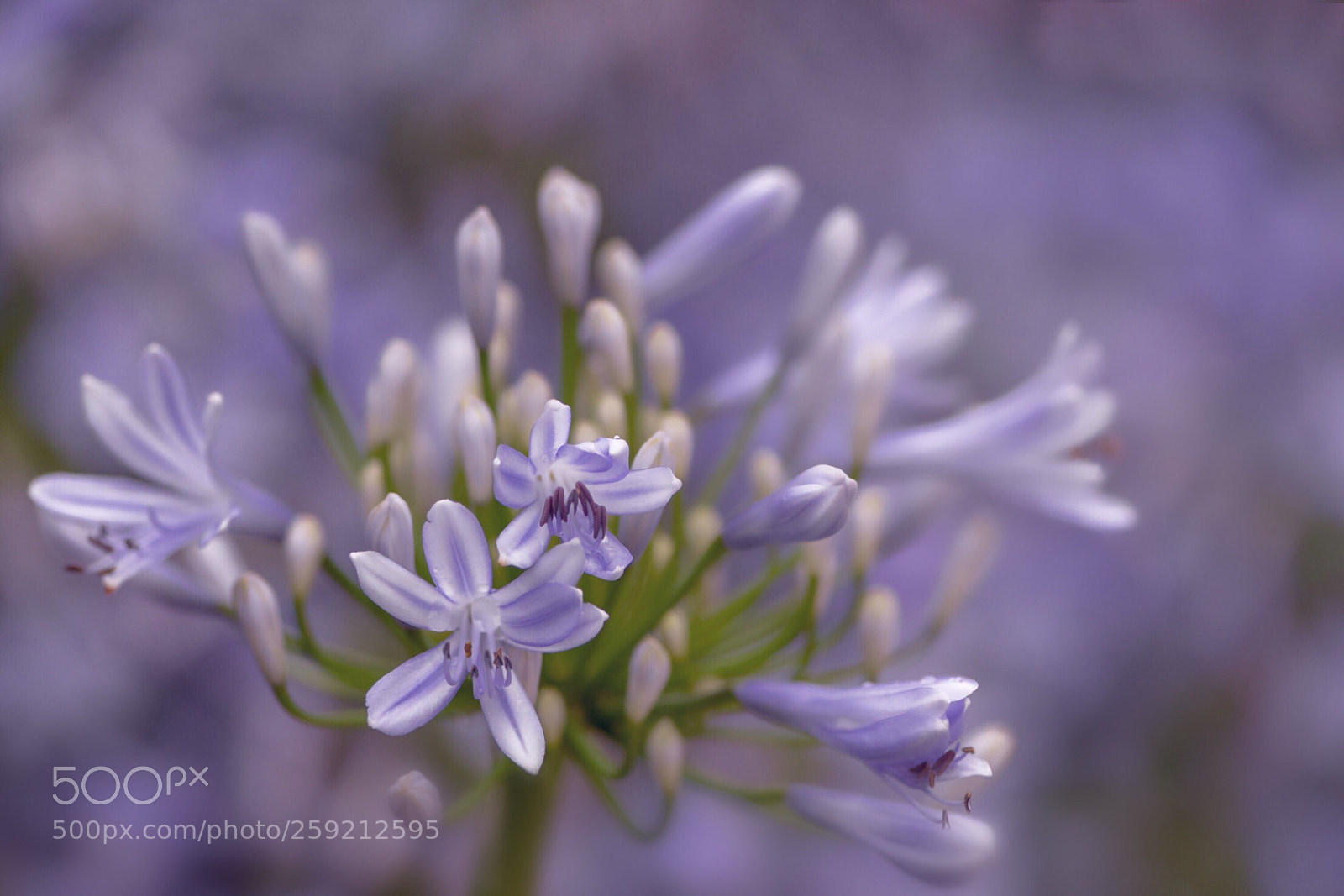 Nikon D610 sample photo. Delightful lily of the photography