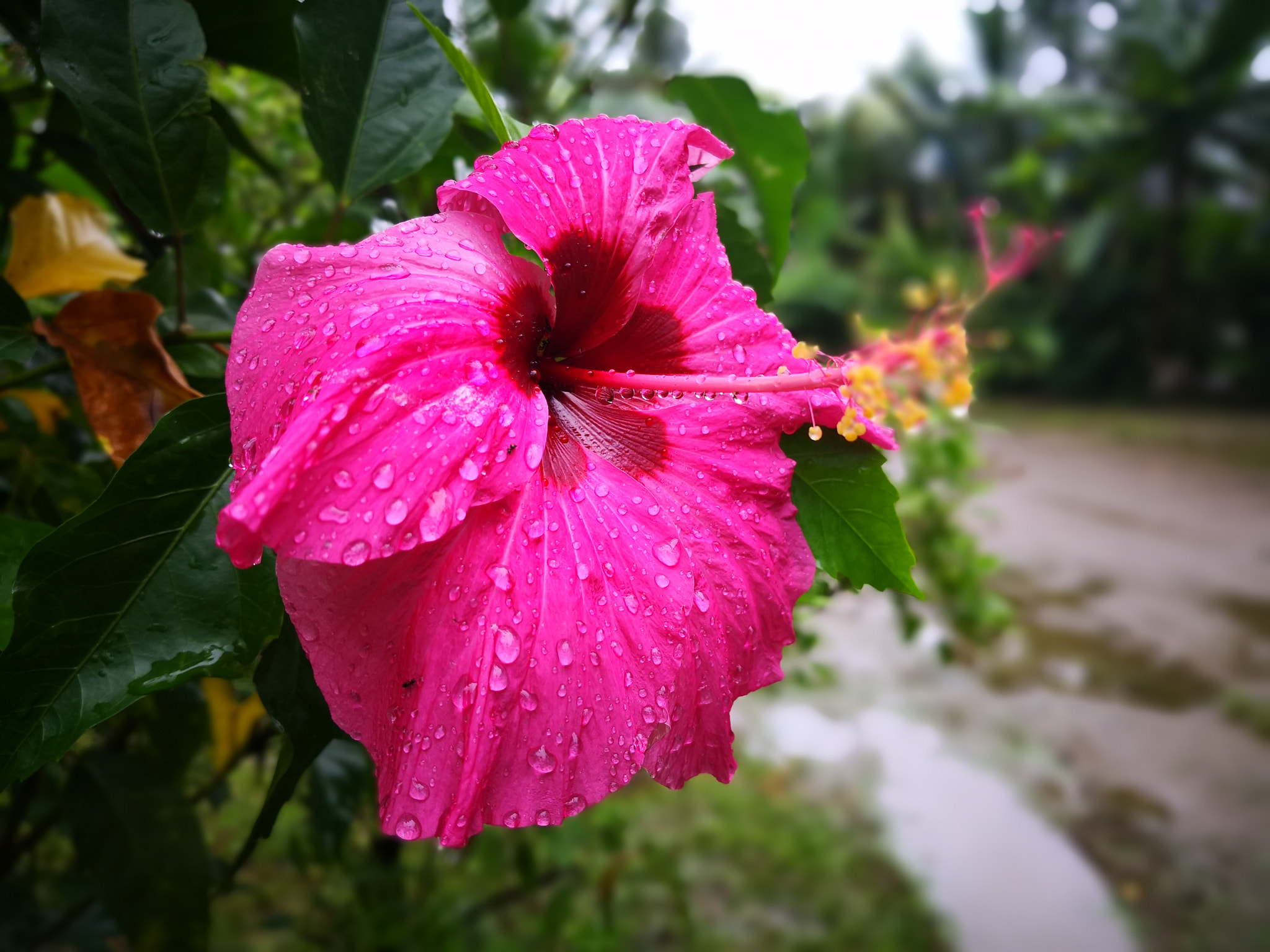 HUAWEI Mate 10 sample photo