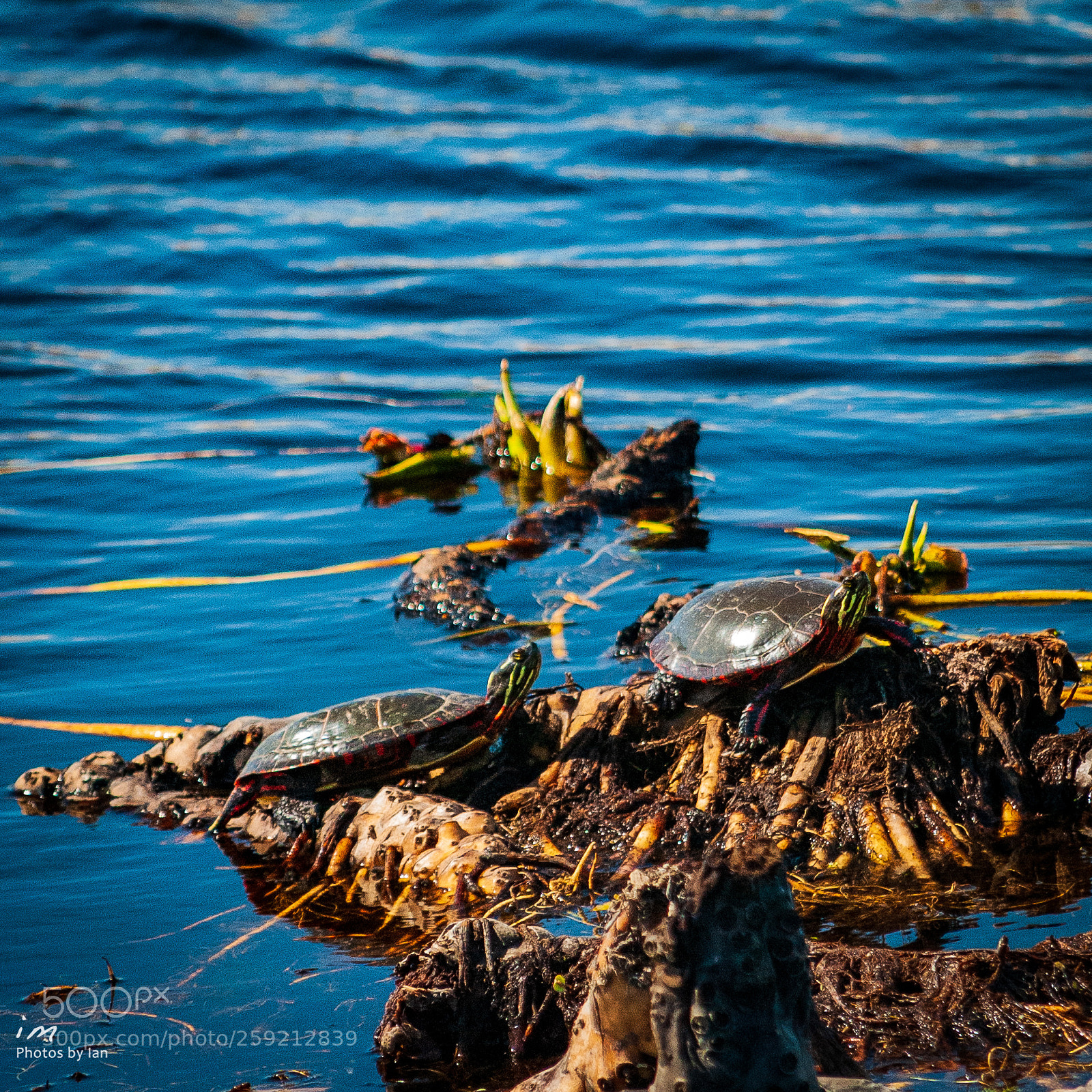 Nikon D60 sample photo. Happy world turtle day photography