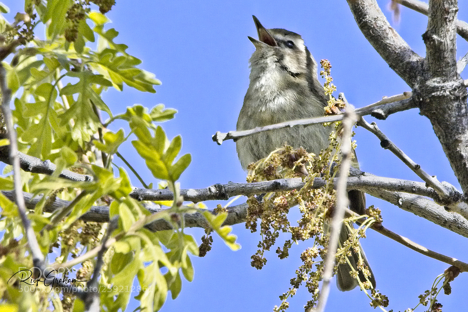 Canon EOS 80D sample photo. Warbling vireo photography