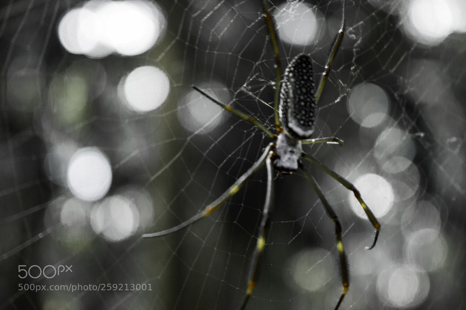 Canon EOS 700D (EOS Rebel T5i / EOS Kiss X7i) sample photo. Aranha desaturada photography