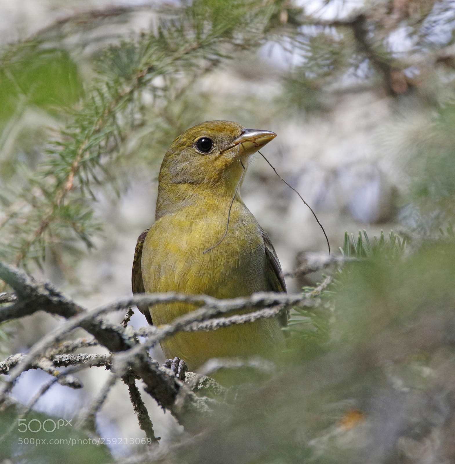Canon EOS 7D Mark II sample photo. Frmale western tanager photography