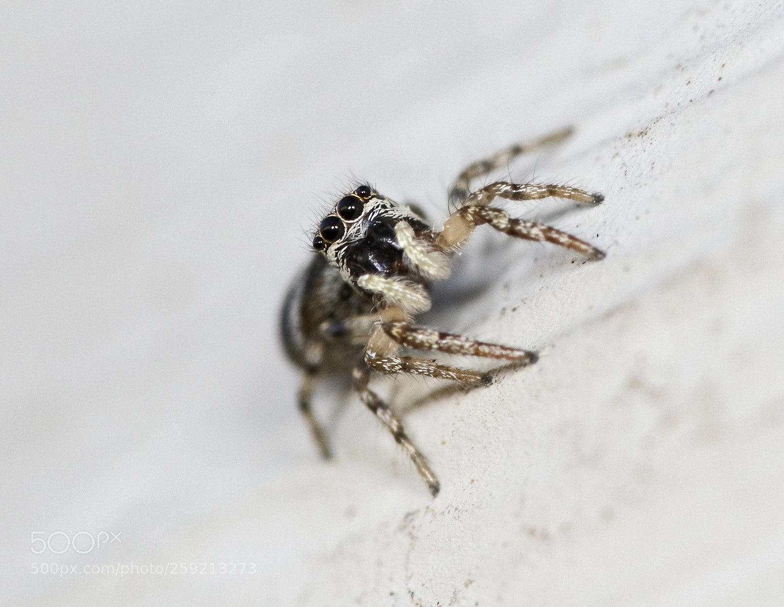 Canon EOS 7D Mark II sample photo. Well hello photography