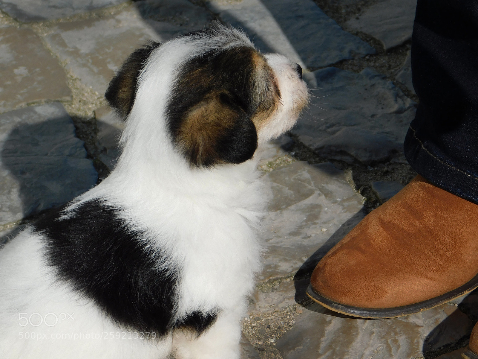 Nikon Coolpix B500 sample photo. Puppy love photography