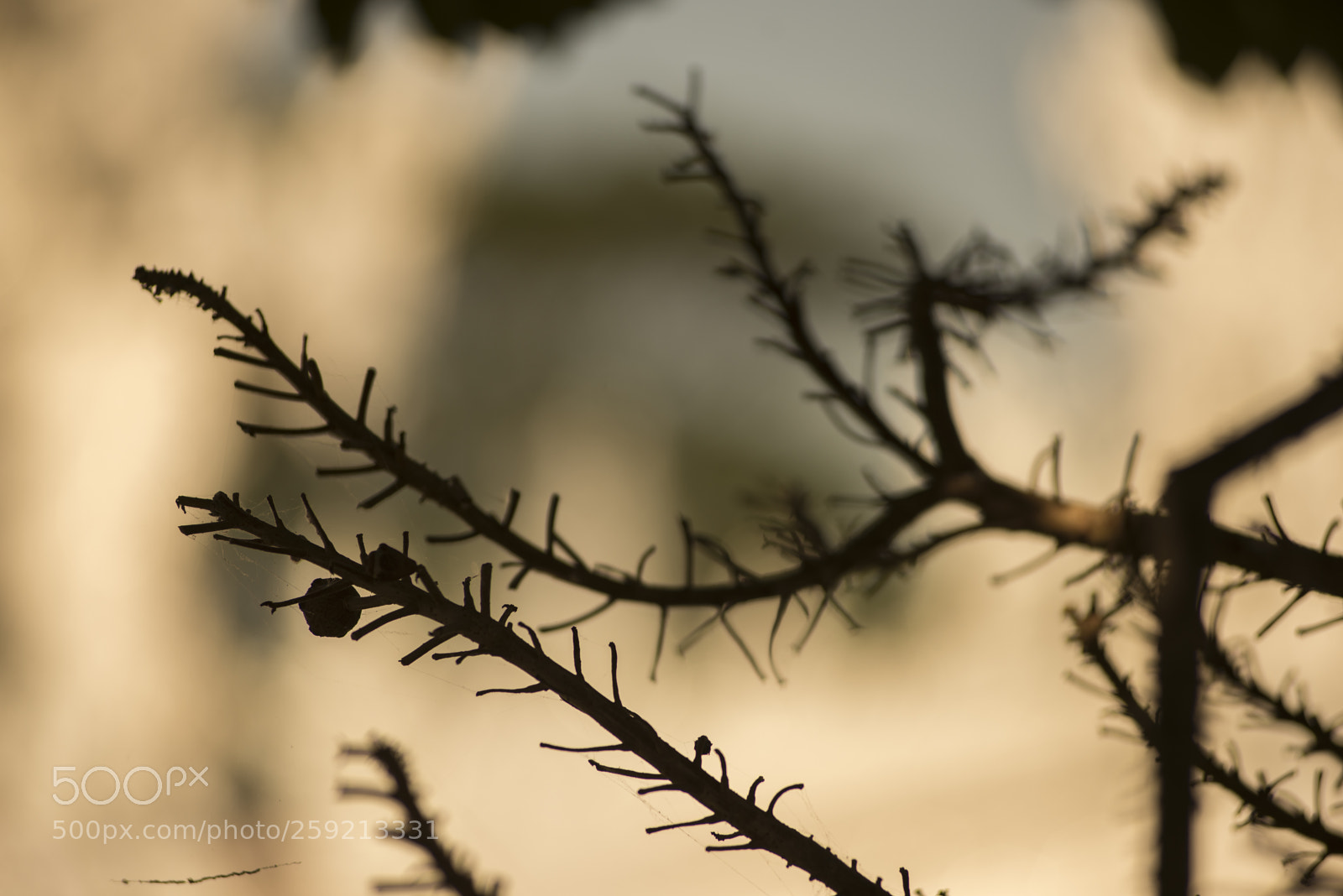 Nikon D600 sample photo. Branch close-up photography