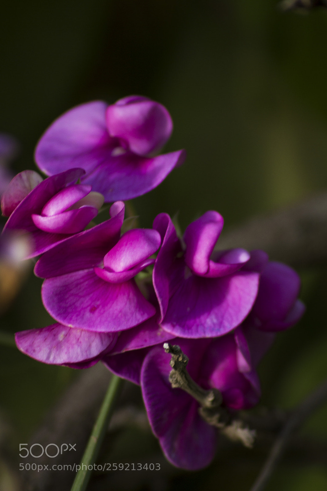 Canon EOS 7D sample photo. Untitled photography