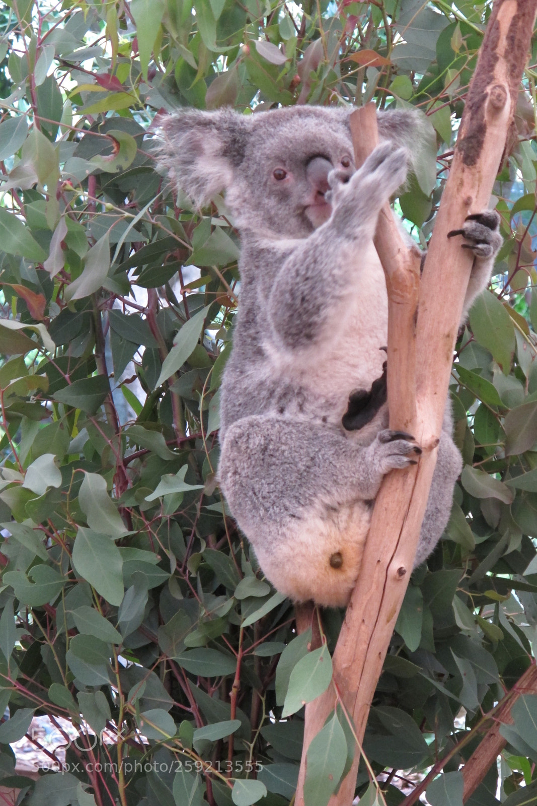 Canon PowerShot G12 sample photo. The koala  photography
