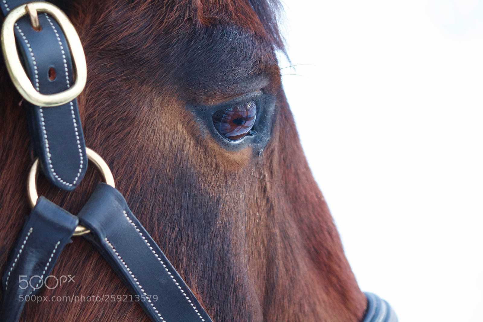 Canon EOS 1300D (EOS Rebel T6 / EOS Kiss X80) sample photo. Mines eye photography