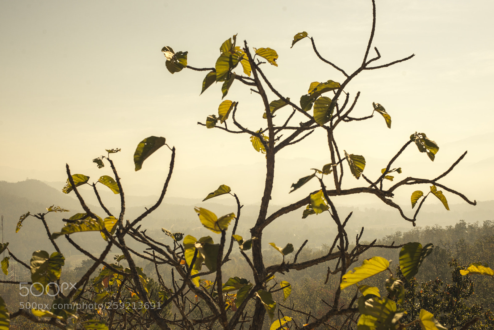 Nikon D600 sample photo. Yellow leaves - yellow photography