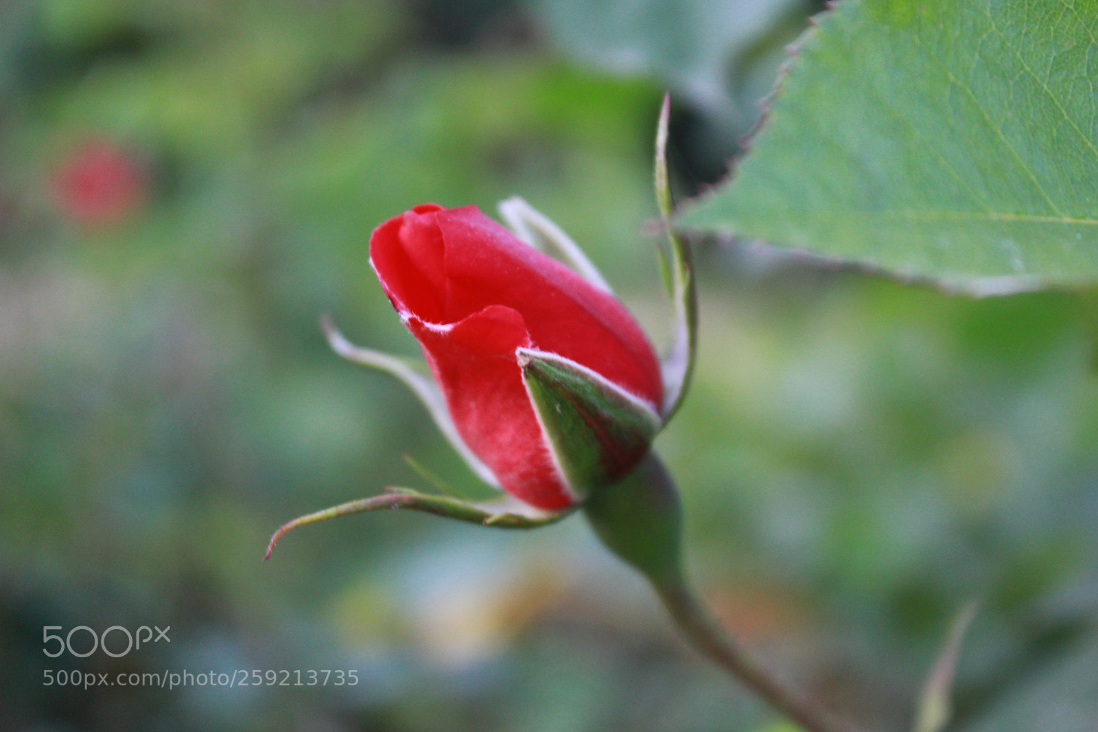 Canon EF-S 18-55mm F3.5-5.6 III sample photo. Img photography