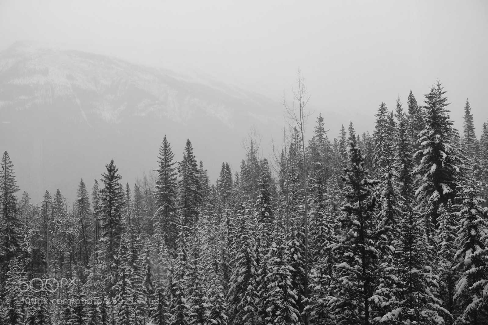 Canon EOS 750D (EOS Rebel T6i / EOS Kiss X8i) sample photo. Christmas in alberta, canada photography