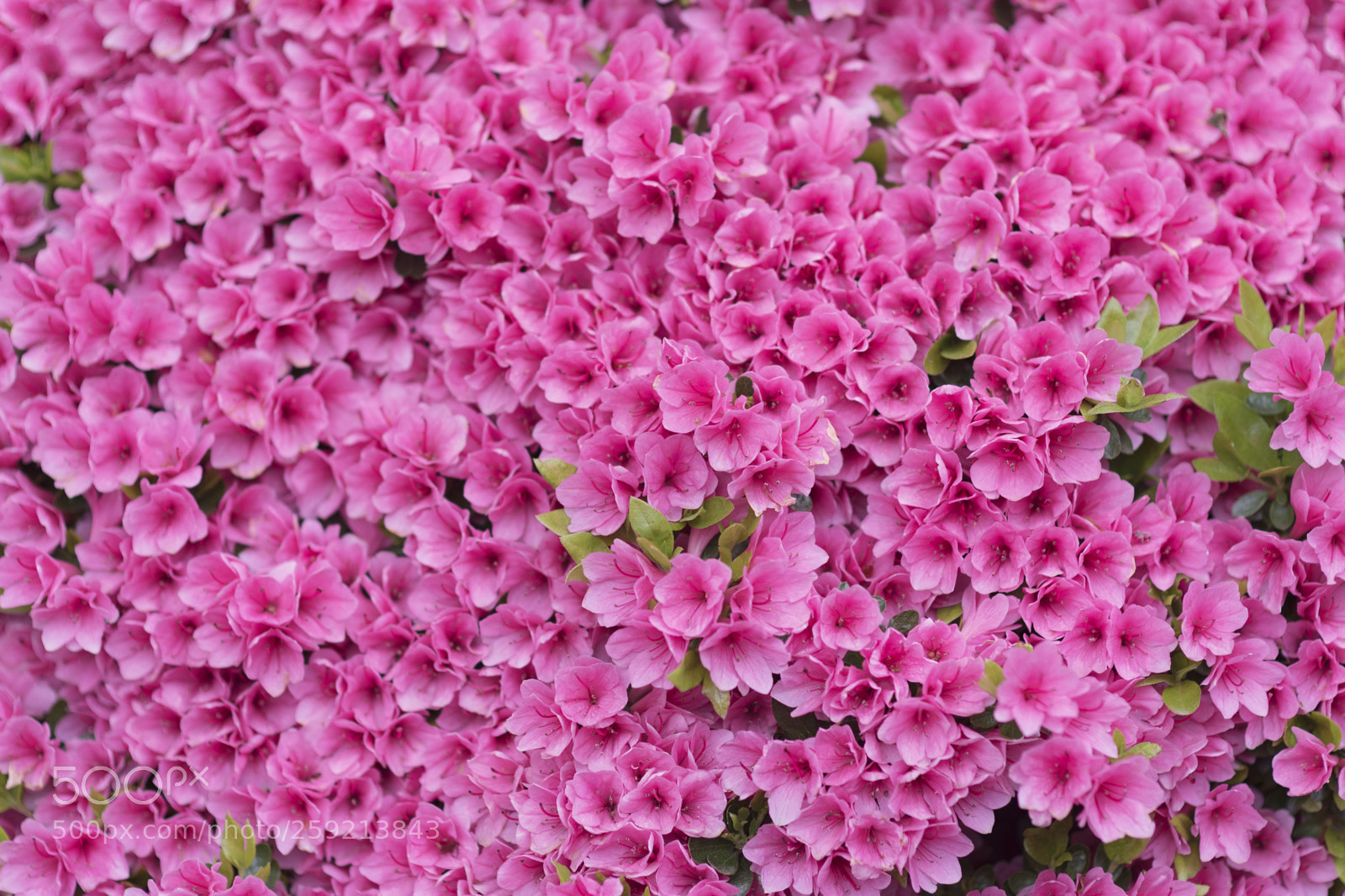 Nikon D750 sample photo. Azalea2 photography