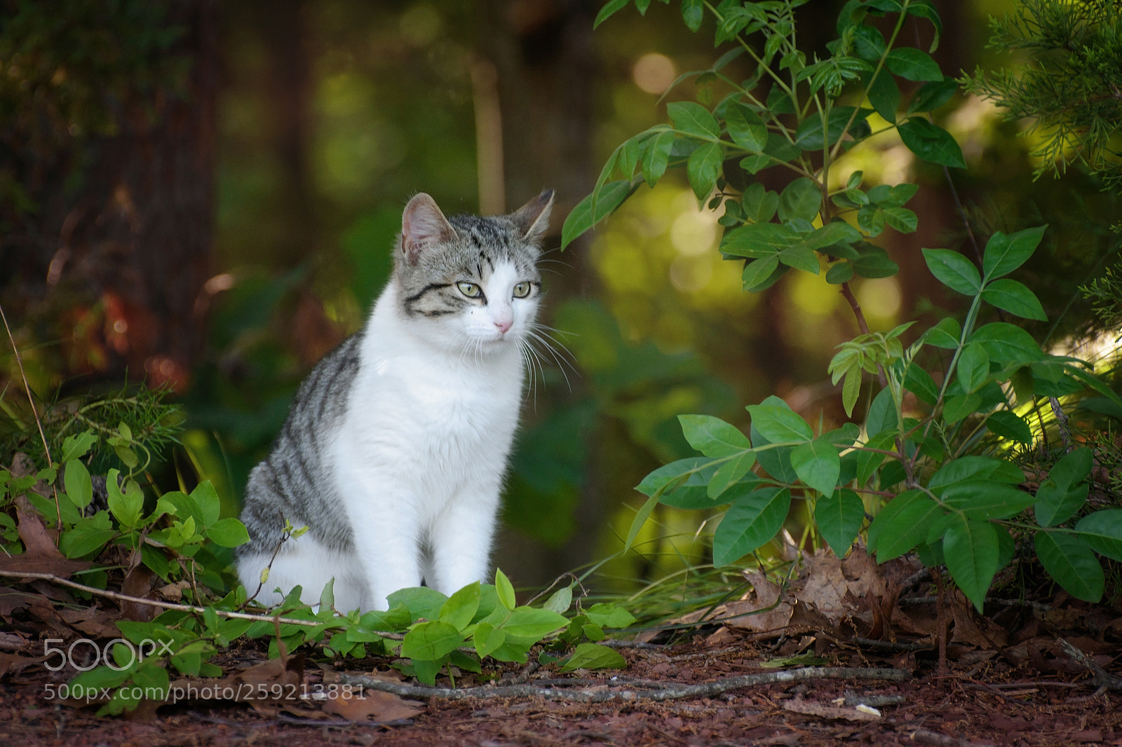 Nikon D5500 sample photo. Stray cat photography